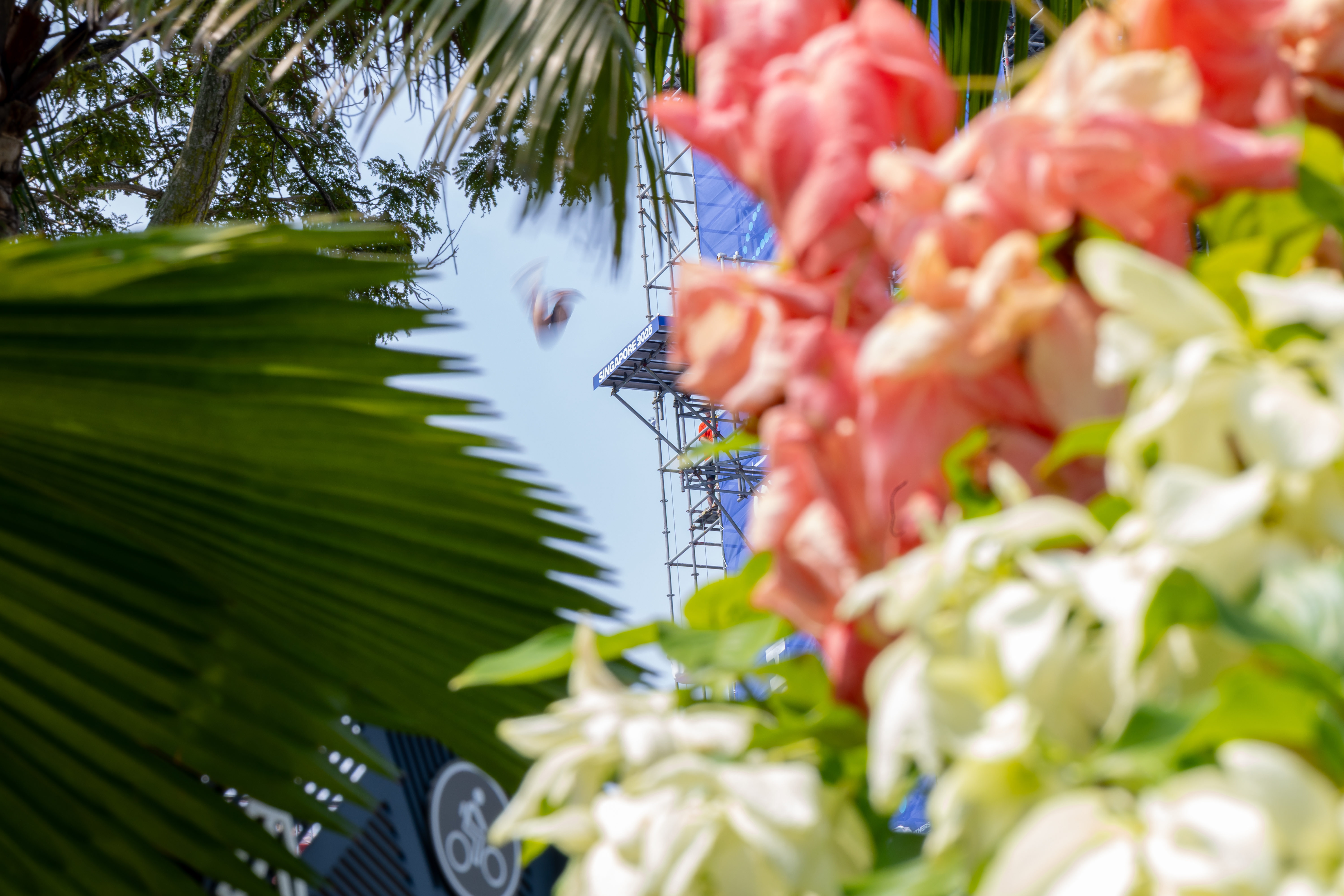 High diver photographed through palm leaves with slow shutter speed in Singapore